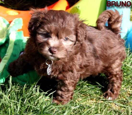 Bruno small