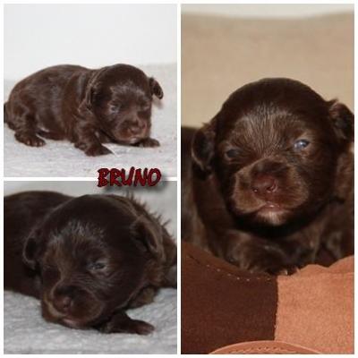 Bruno