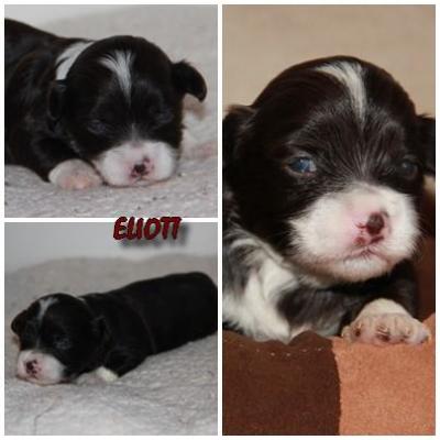 Eliott 1