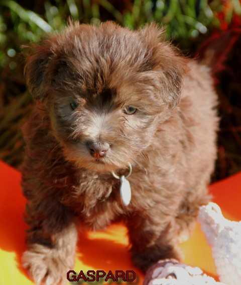 Gaspard small