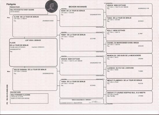 image-pedigree-lof-definitif-1.jpg