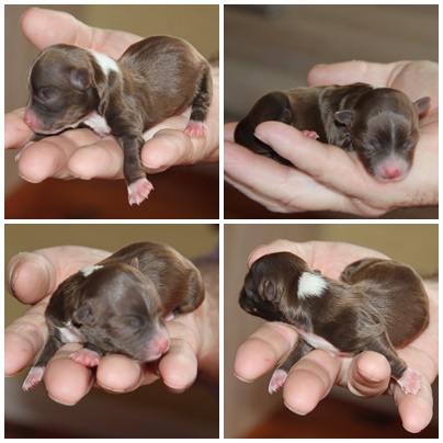 Male choco 1