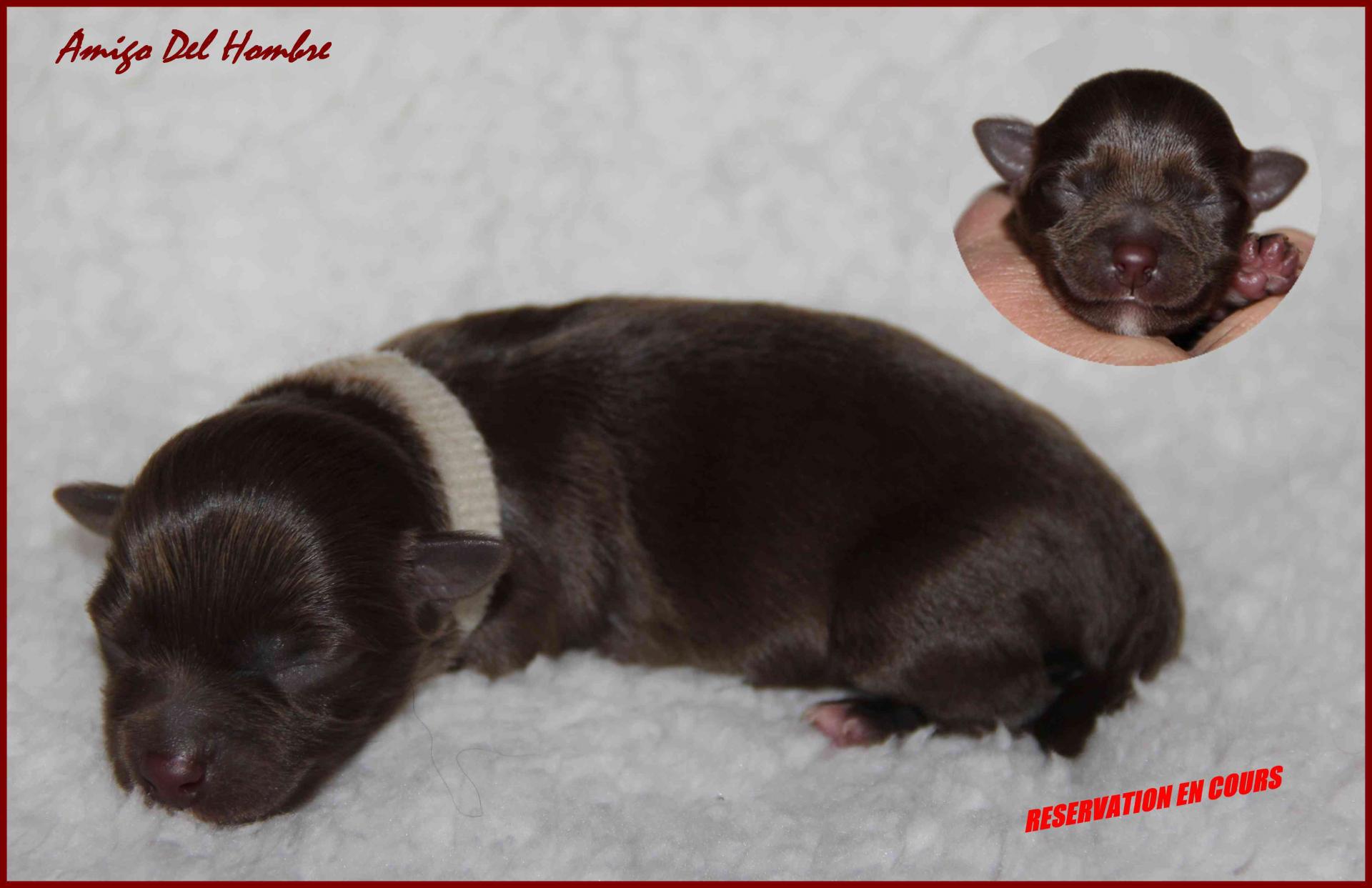 Male collier creme res