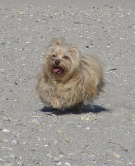 montpellier-plage.jpg