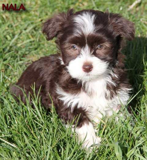 Nala small