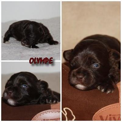 Olympe 1