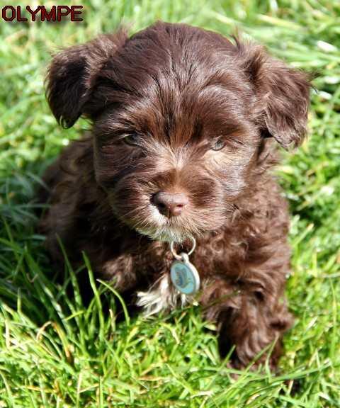 Olympe small
