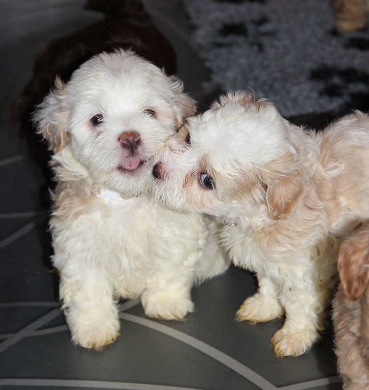 Oscar et oona 29 janvier 1