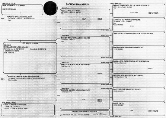 pedigree-definitif-2.jpg