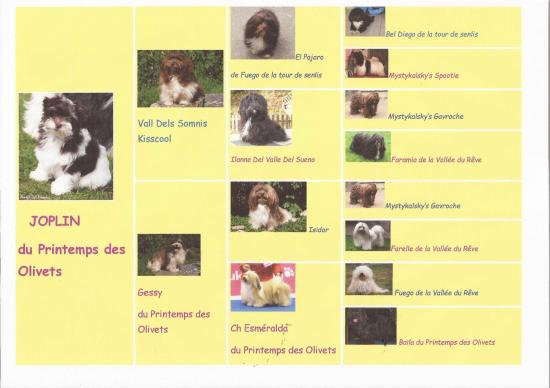 Pedigree en image 1