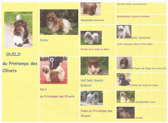 Pedigree en image 3