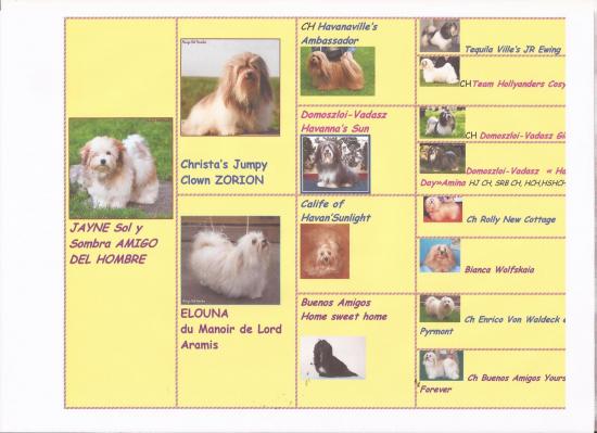 Pedigree en images