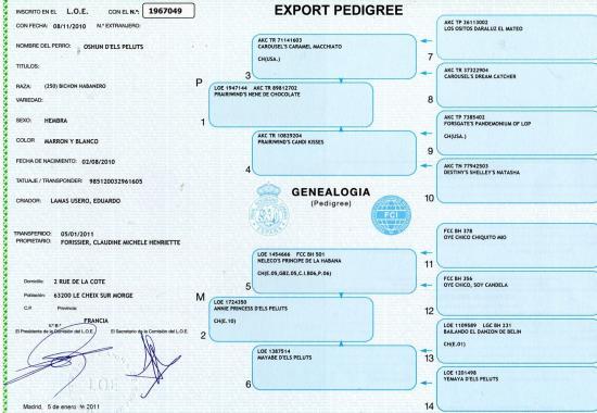 pedigree-officiel.jpg