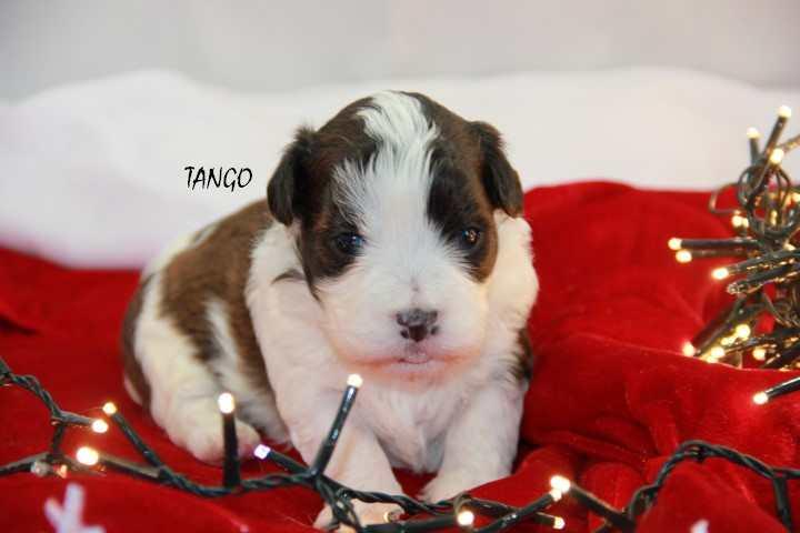 TANGO