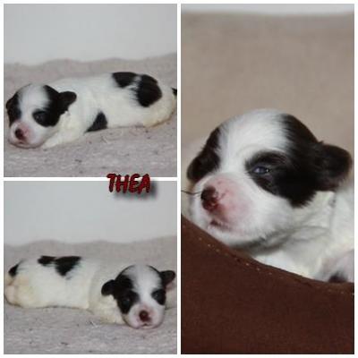 Thea