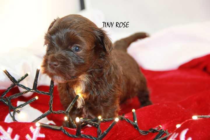 Tiny rose 1