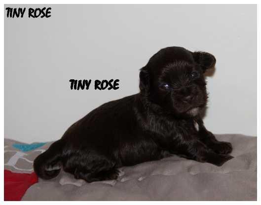 Tiny rose