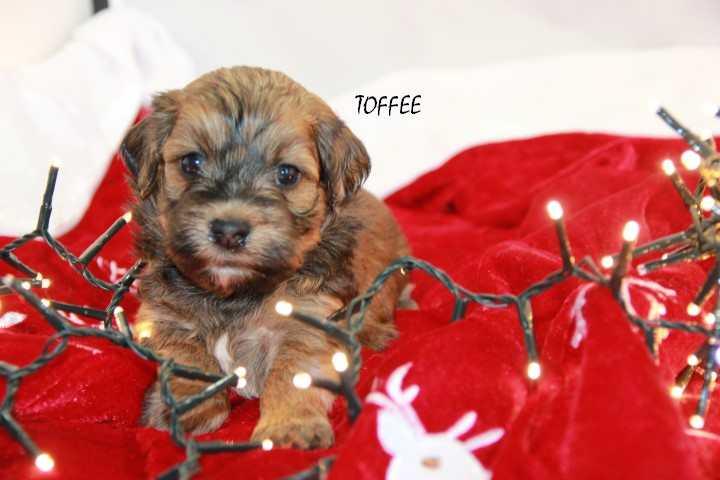 Toffee 1